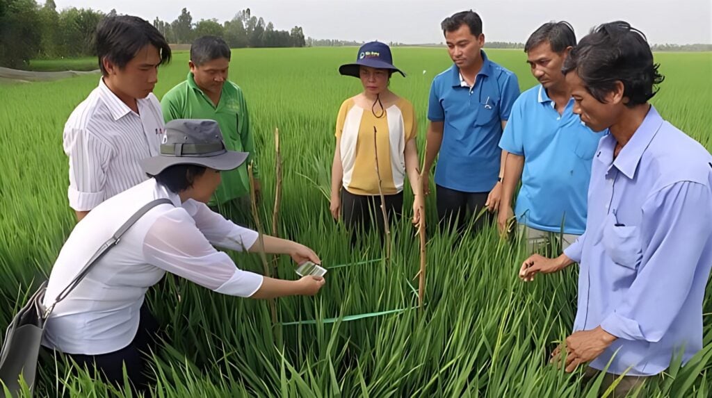Quy chuẩn canh tác lúa SRP giúp ngành lúa gạo Việt Nam phát triển bền vững