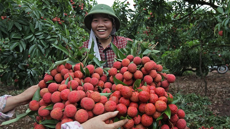 Tổng doanh thu từ quả vải thiều năm 2024 ước đạt hơn 5.775 tỷ đồng