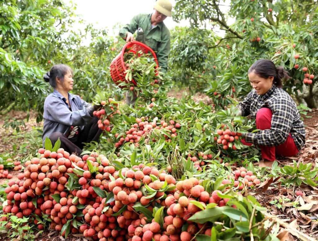 Vải Thiều Bắc Giang Thu Hơn 5.775 Tỷ Đồng Năm 2024 Giá vải thiều dao động từ 55.000 - 85.000 đồng/kg, cao nhất từ trước đến nay.