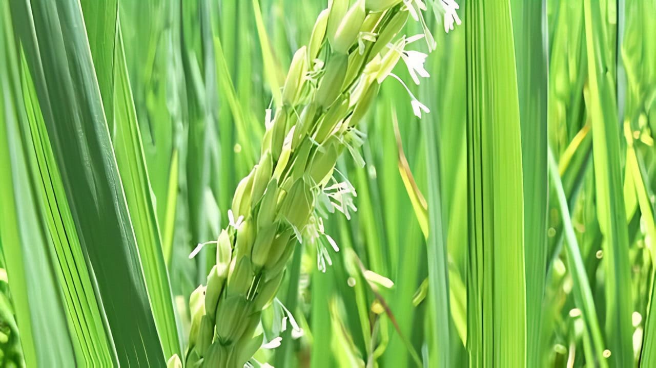 Bón phân vào giai đoạn đón đòng có ý nghĩa rất lớn đối với sự phát triển và năng suất của cây lúa.