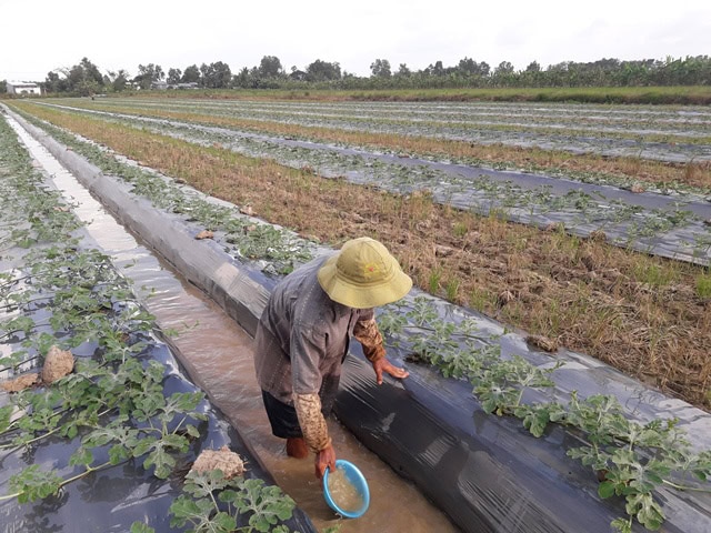 Cách Bón Phân Cho Cây Dưa Hấu Giúp Trái Lớn Nhanh Đảm bảo việc cung cấp đủ nước cho cây dưa hấu để có thể phát triển tốt