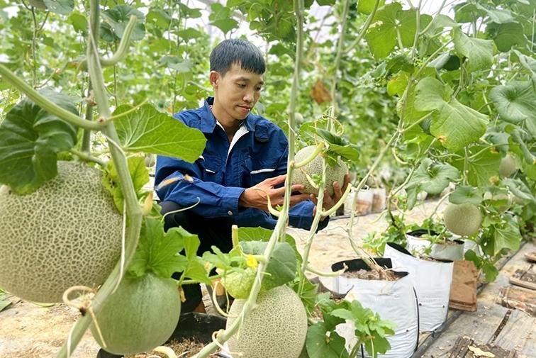 Bón phân cho cây dưới lưới đúng cách sẽ giúp cho cây sinh trưởng và phát triển khỏe mạnh