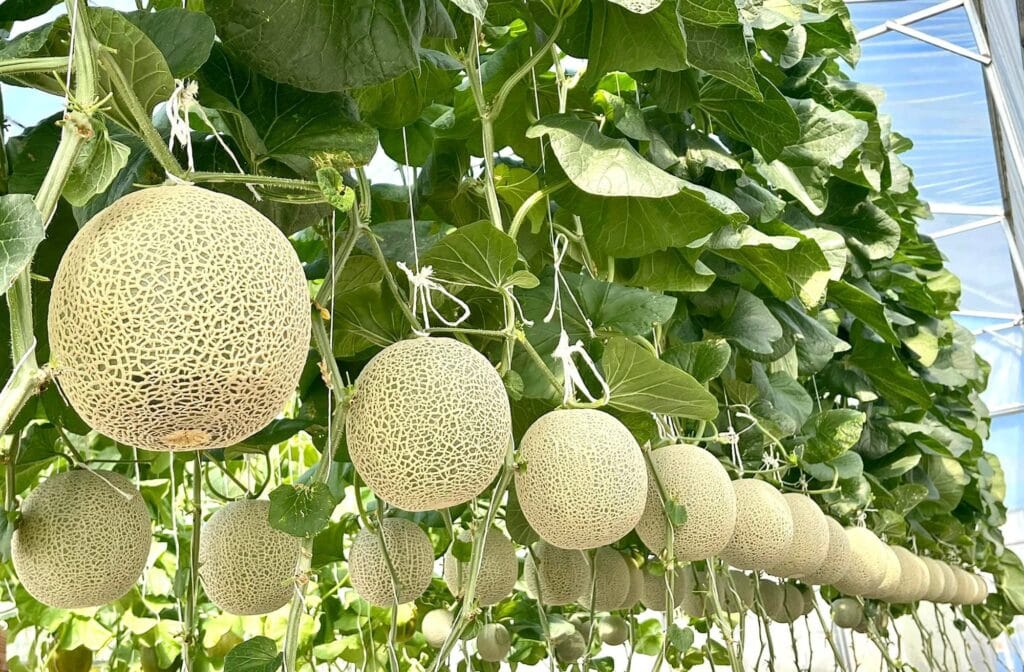 Bón Phân Cho Cây Dưa Lưới Cùng Phân Bón Việt Nga Bón phân cho cây dưới lưới đúng cách sẽ giúp cho cây sinh trưởng và phát triển khỏe mạnh