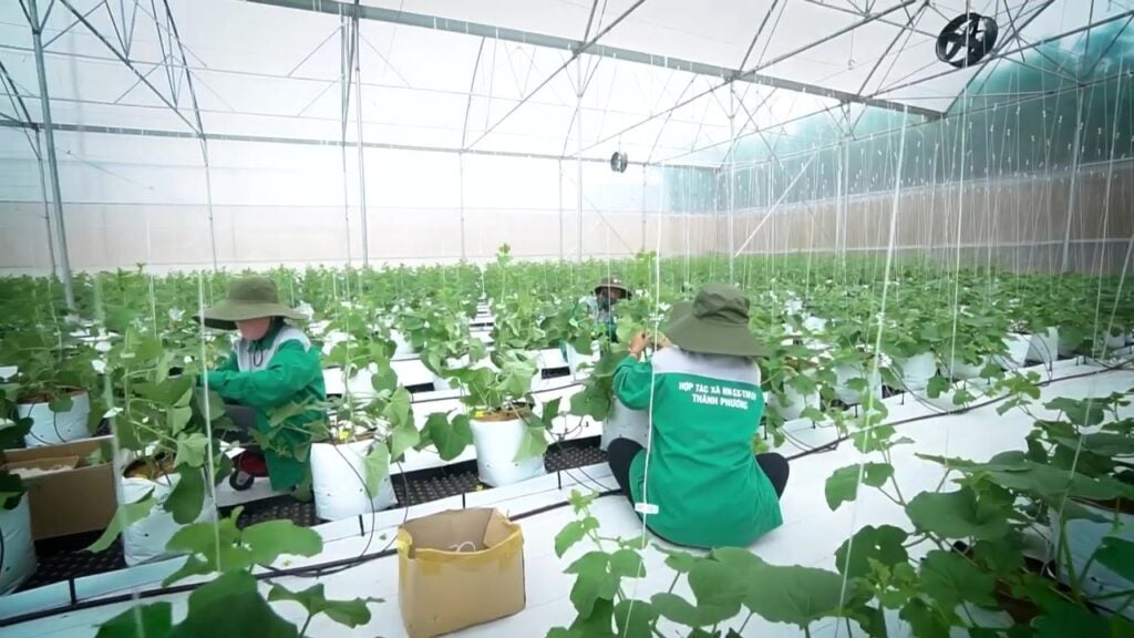 Bón Phân Cho Cây Dưa Lưới Cùng Phân Bón Việt Nga Chăm sóc cây dưa dưới bà con cần chú ý đến lượn phân khi bón