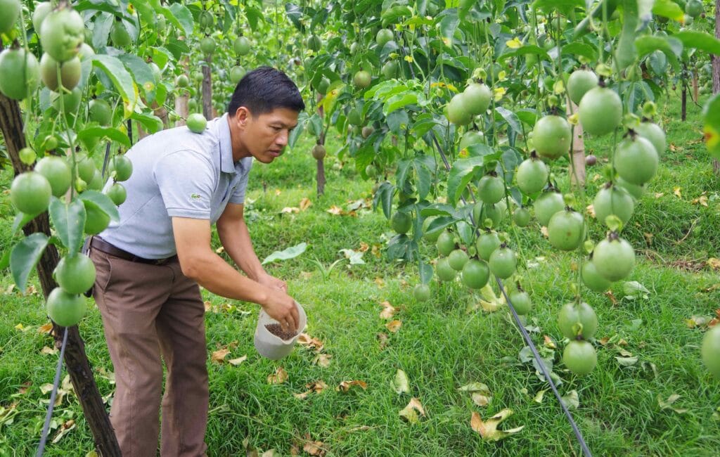 Bón Phân Gì Để Cây Chanh Dây Ra Trái To Đẹp? Bón phân cho cây chanh dây đúng để đạt hiệu quả cao