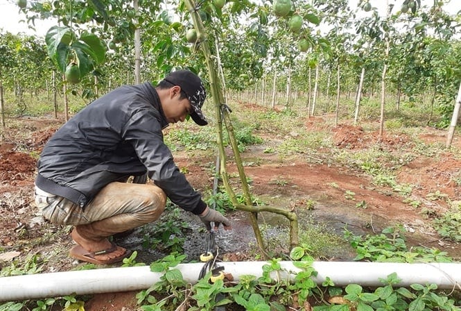 Bón Phân Gì Để Cây Chanh Dây Ra Trái To Đẹp? Tưới nước cho cây chanh dây