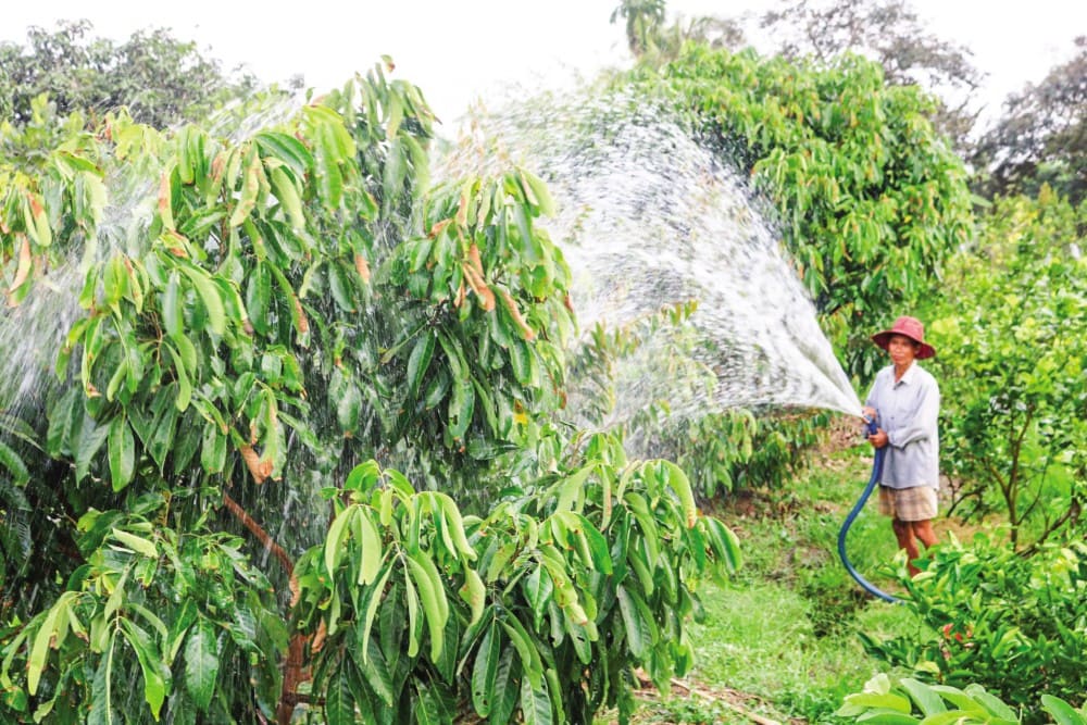 You can use sprinkler irrigation or shake the trees to wash away rainwater from fruit trees during the rainy season.