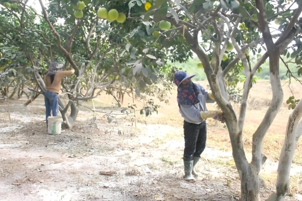 Applying lime to the base of fruit trees helps prevent fungal diseases from harming them during the rainy season.