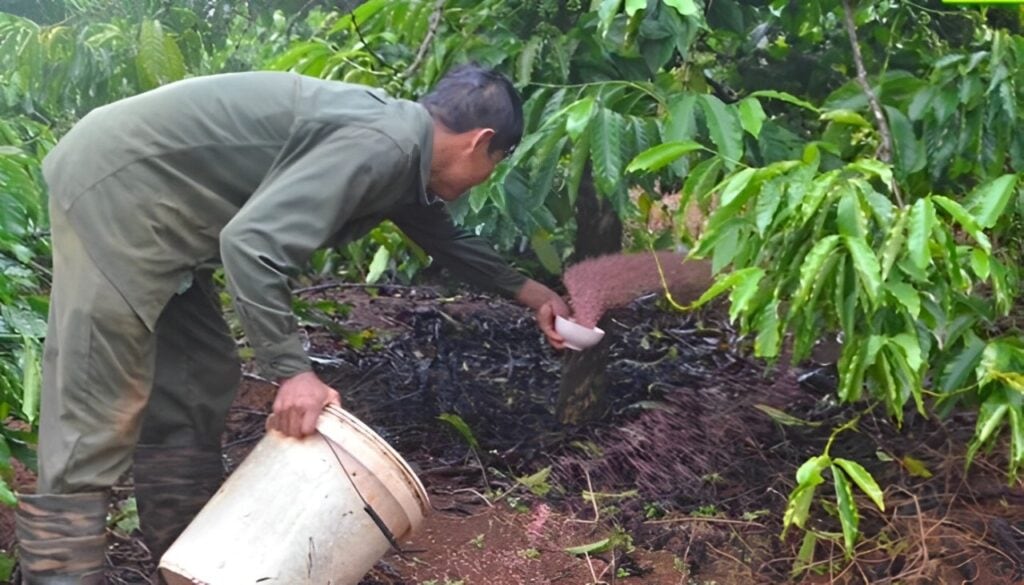 Choosing the right fertilizer for fruit trees during the rainy season.