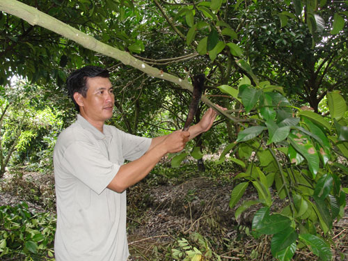 Trim away any branches, leaves, and fruits that have become damaged or withered due to wind and storms.