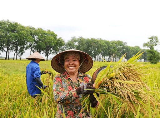 Miễn thuế sử dụng đất nông nghiệp có thể kéo dài thêm 5 năm