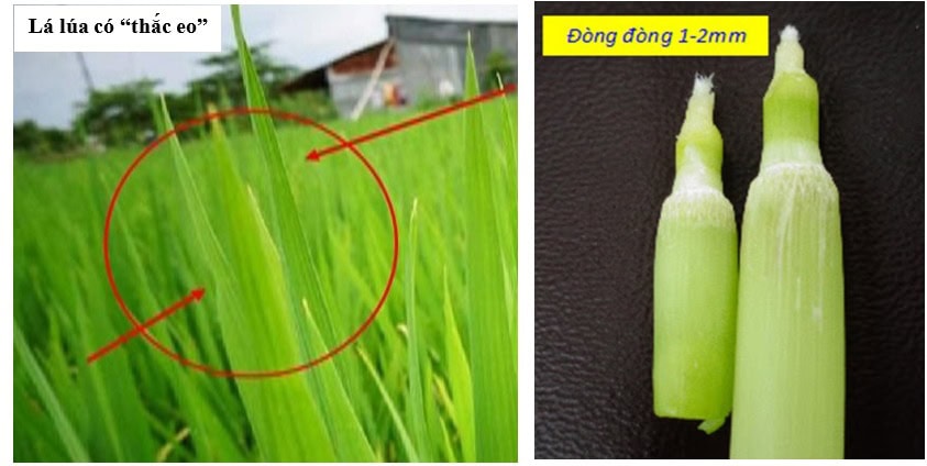 Tại sao bón phân vào giai đoạn đón đòng lại quan trọng? Lá đòng có thắc eo