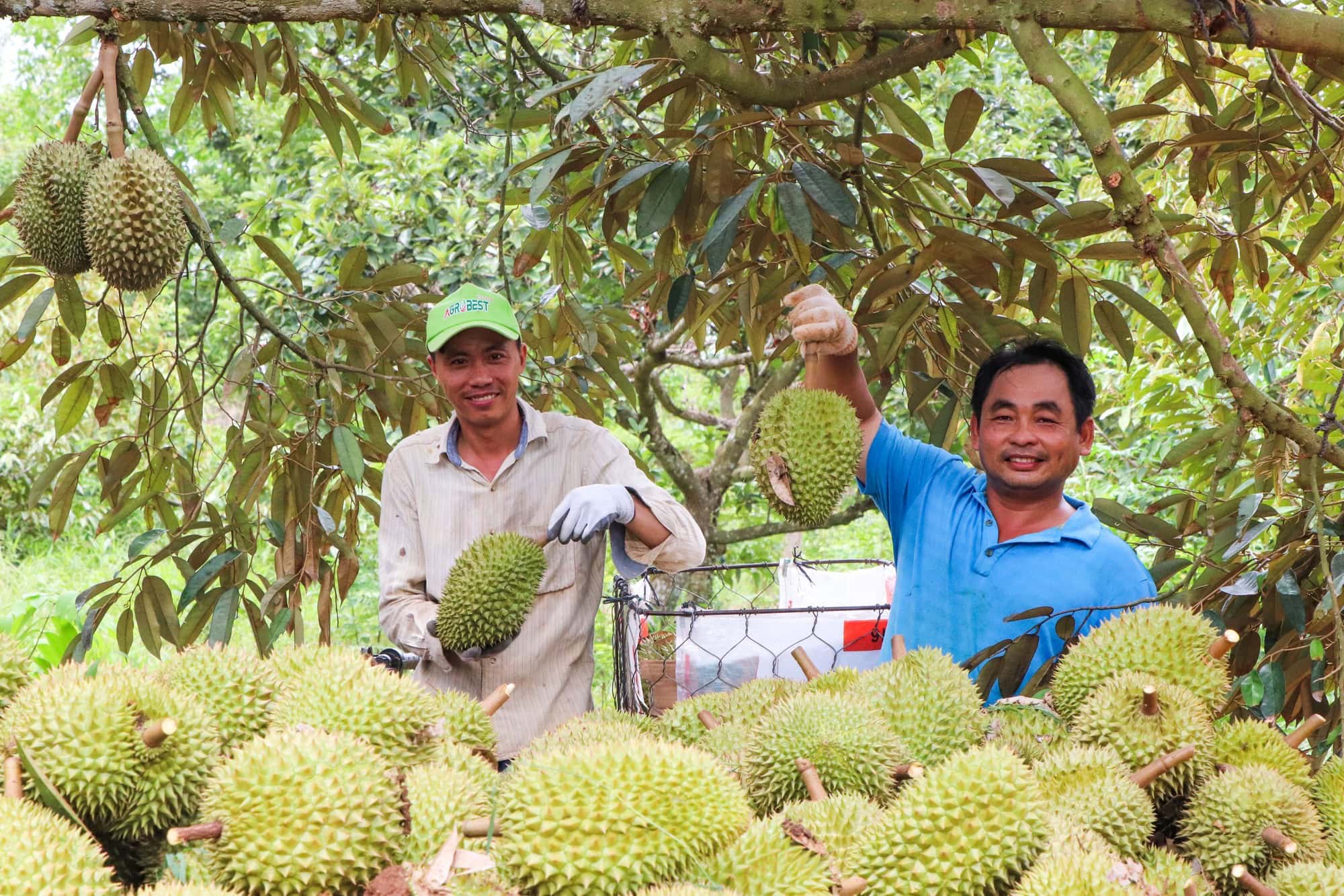 Sầu riêng được mùa, được giá