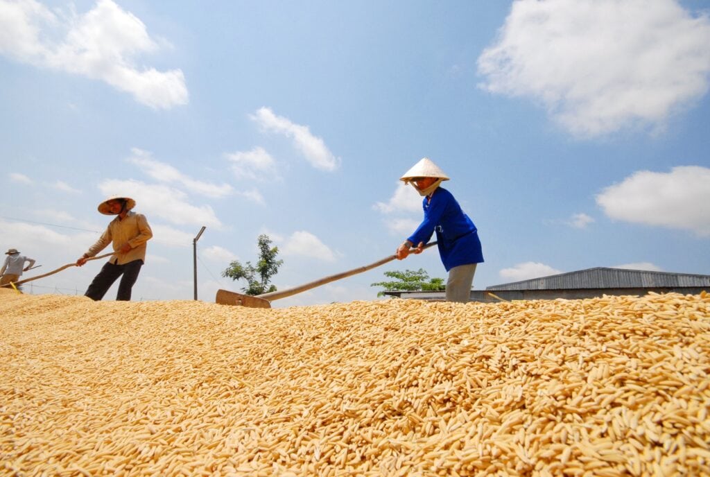 Thị Trường Gạo Nhiều Biến Động, Những Tháng Cuối Năm Sẽ Ra Sao? Thị trường gạo cuối năm gặp nhiều biến động