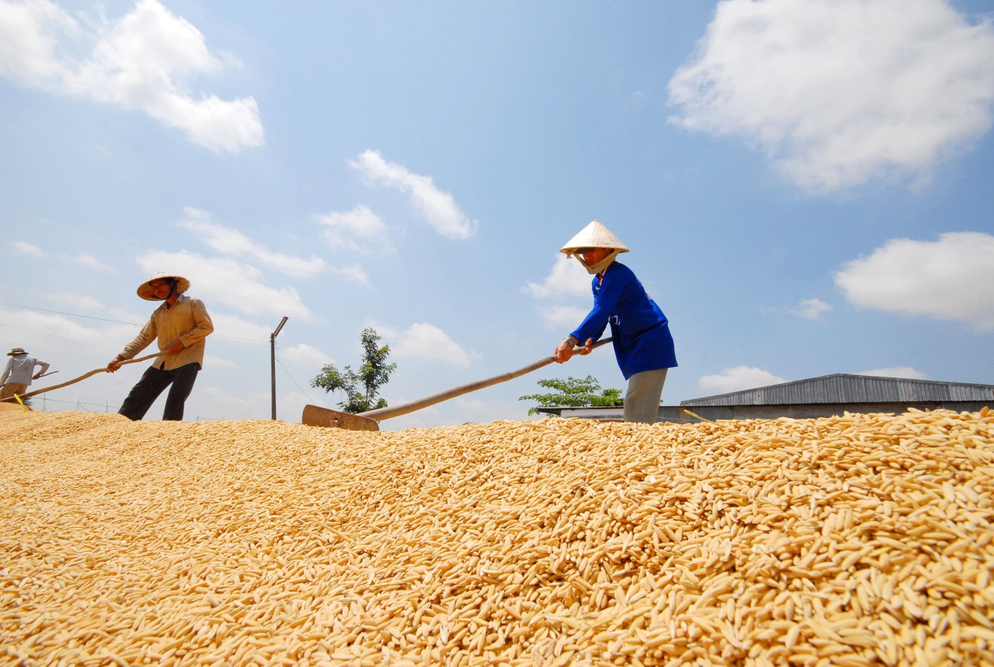 Thị trường gạo cuối năm gặp nhiều biến động
