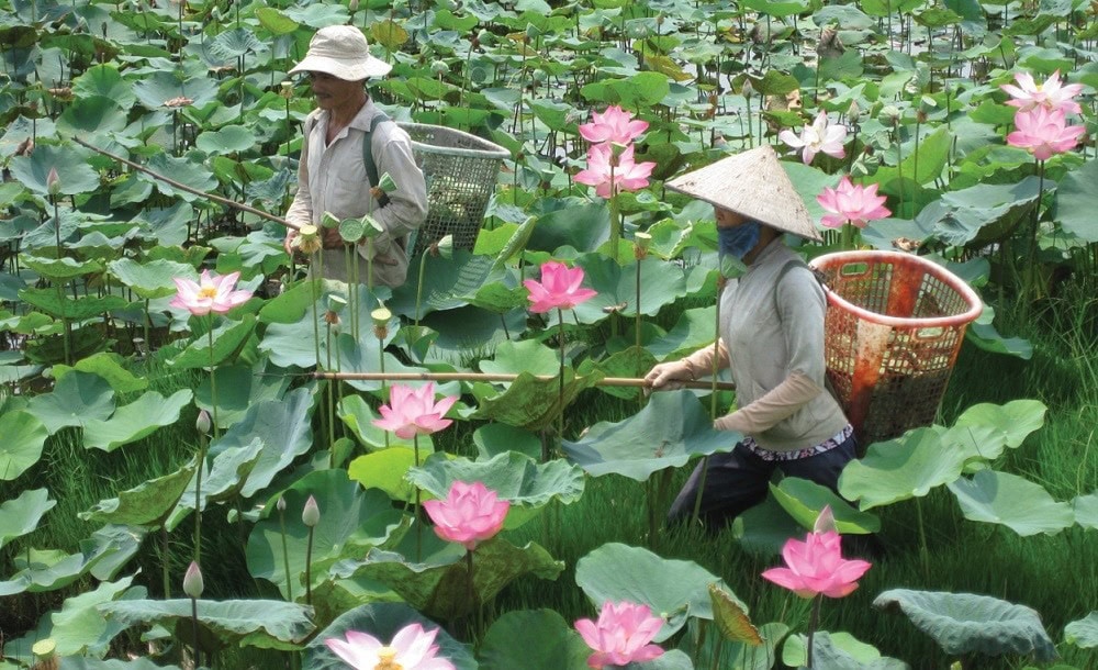Mỗi Hecta Trồng Sen Mang Về Cho Người Dân Đồng Tháp Hơn 1 Tỉ Đồng
