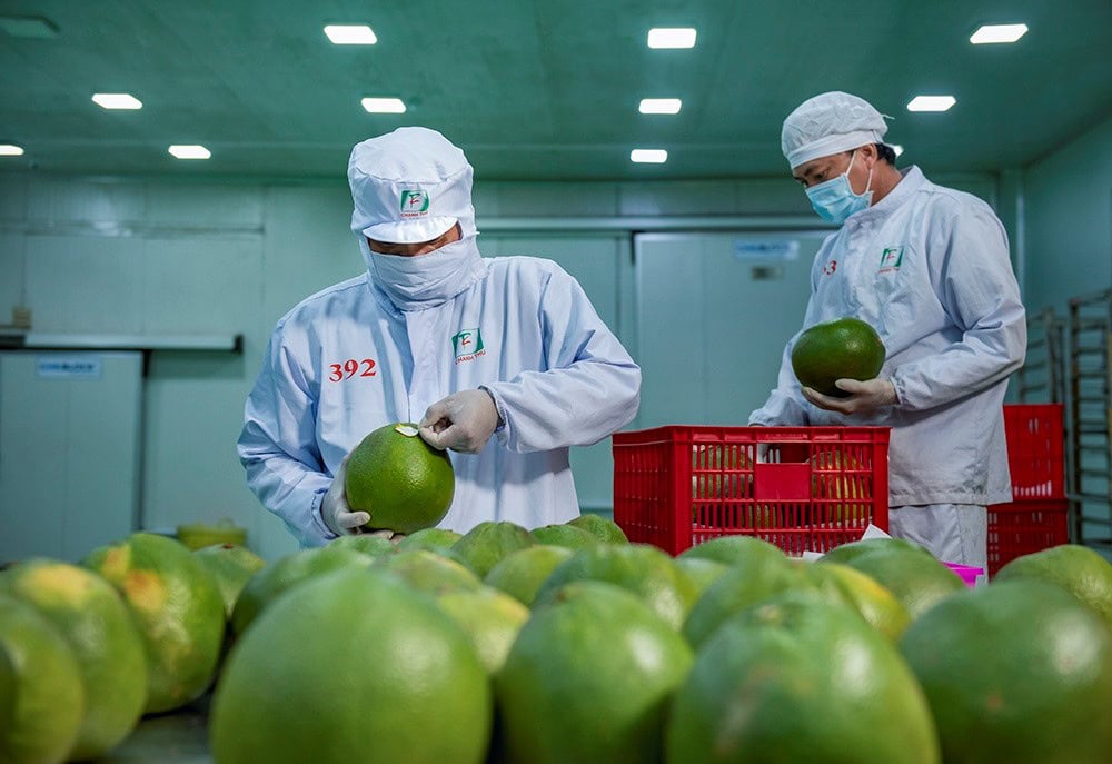 Hàn Quốc Chính Thức Nhập Khẩu Bưởi Việt Nam Thị trường rộng mở cho bưởi Việt Nam