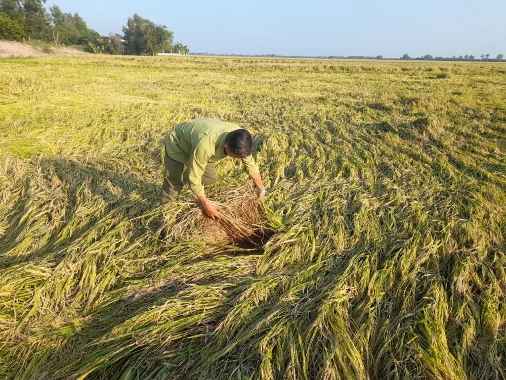 Biện Pháp Canh Tác Lúa Hạn Chế Đổ Ngã Mùa Mưa Bão Canh tác lúa bị đổ ngã ảnh hưởng đến năng suất lúa