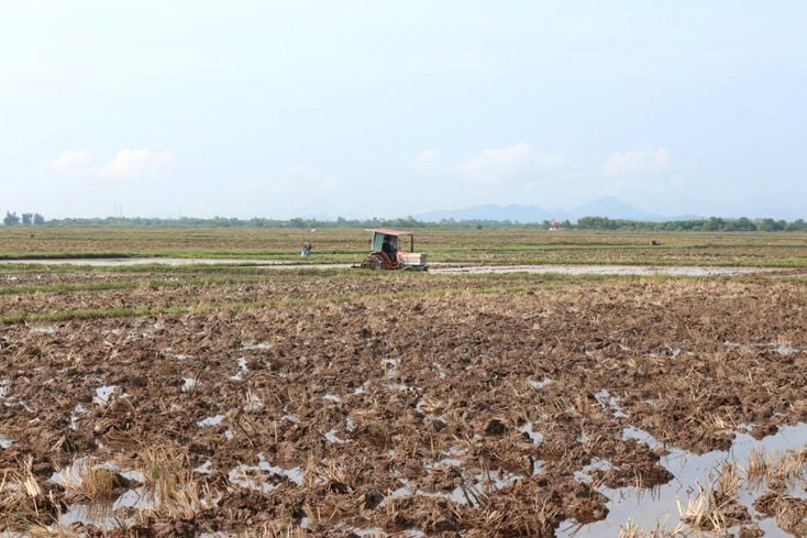Biện Pháp Canh Tác Lúa Hạn Chế Đổ Ngã Mùa Mưa Bão Không cày ải phơi đấthoặc cày cày cạn, chỉ xới đất qua gây đổ ngã lúa