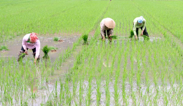 Biện Pháp Canh Tác Lúa Hạn Chế Đổ Ngã Mùa Mưa Bão Sạ thưa tiết kiệm được giống, còn giúp rễ lúa phát triển tốt, hạn chế đổ ngã