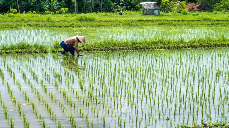 Biện Pháp Canh Tác Lúa Hạn Chế Đổ Ngã Mùa Mưa Bão Bà con nên quản lý nước đúng cách để cây lúa phát triển tốt, không bị đổ ngã