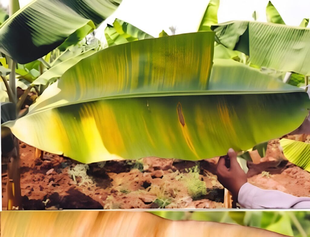 Muốn Cây Chuối Ra Hoa Cho Trái To Thì Bón Phân Gì? Cây chuối bị vàng lá do thiếu dinh dưỡng Đạm