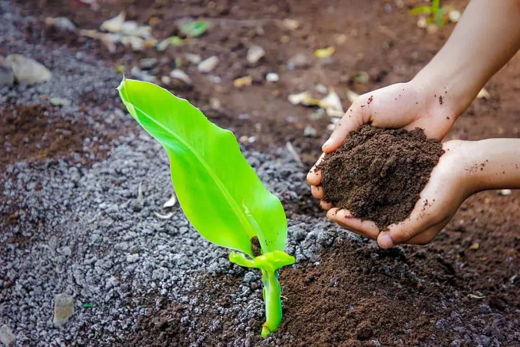 Muốn Cây Chuối Ra Hoa Cho Trái To Thì Bón Phân Gì? Bón phân hợp lý và cân đối để cây chuối phát triển tốt