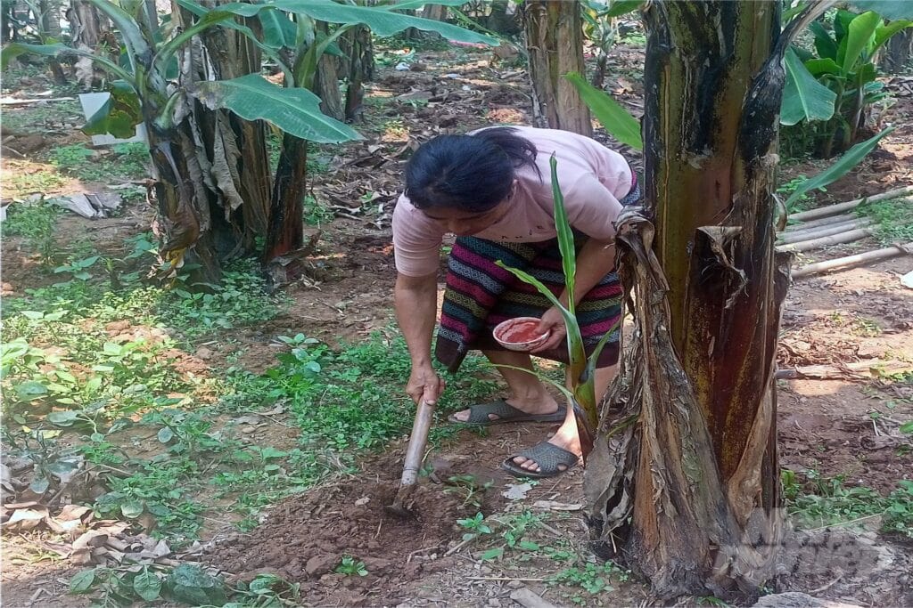 Muốn Cây Chuối Ra Hoa Cho Trái To Thì Bón Phân Gì? Bón phân cho cây chuối để đạt năng suất cao