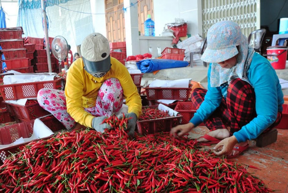 Ớt xuất sang EU vẫn trong diện kiểm soát tần suất 50%