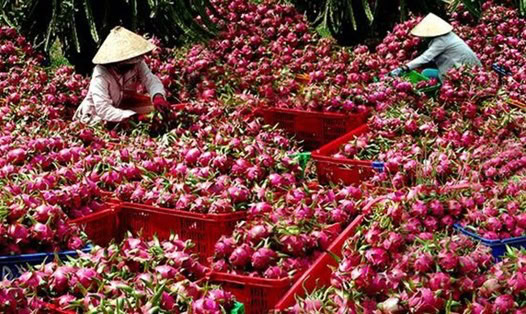 Reasons Why the EU Is Increasing Inspection Frequency for Vietnamese Agricultural Products Timely measures are needed to facilitate the export of agricultural products to the EU.