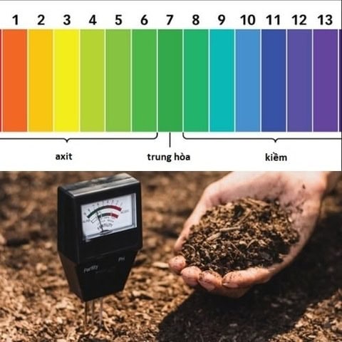 Đo độ pH để xác định ngưỡng pH thích hợp cho cây trồng