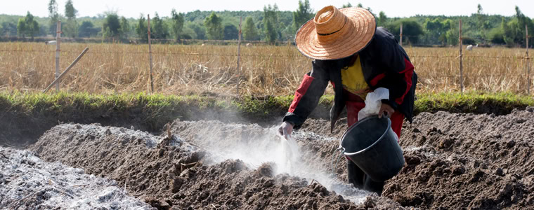 Bón vôi là cách được nhiều bà con chọn để hạ phèn cho đất