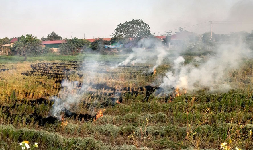 ចំណាំខ្លះពេលចាក់ពូជរដូវស្លឹកឈើឆ្នាំ 2024 "ការដុតសំណល់ស្រូវគឺជាវិធីដែលកសិករច្រើនប្រើប្រាស់<br