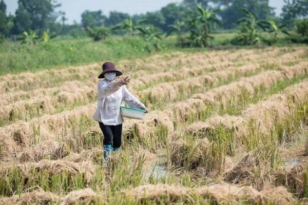 ចំណាំខ្លះពេលចាក់ពូជរដូវស្លឹកឈើឆ្នាំ 2024 "ប្រើផលិតផលជីវសាស្រ្តដើម្បីដោះស្រាយសំណល់ស្រូវយ៉ាងសុវត្ថិភាព<br