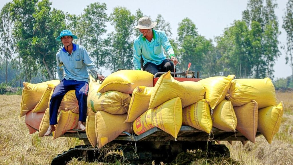 Việt Nam Trúng 7/12 Gói Thầu Xuất Khẩu Gạo Vào Indonesia Việt Nam trúng thầu gói xuất khẩu gạo sang Indonesia