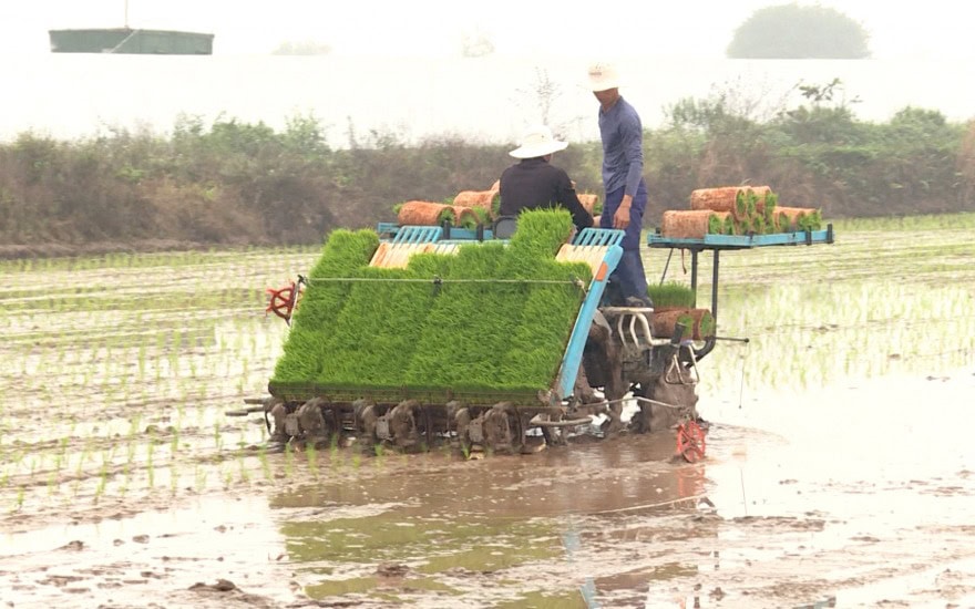 Giá Trị Xuất Khẩu Gạo Tăng Hơn 25% Lúa Thu Đông ở các tỉnh vùng Đồng bằng sông Cửu Long đã gieo cấy ở nhiều nơi