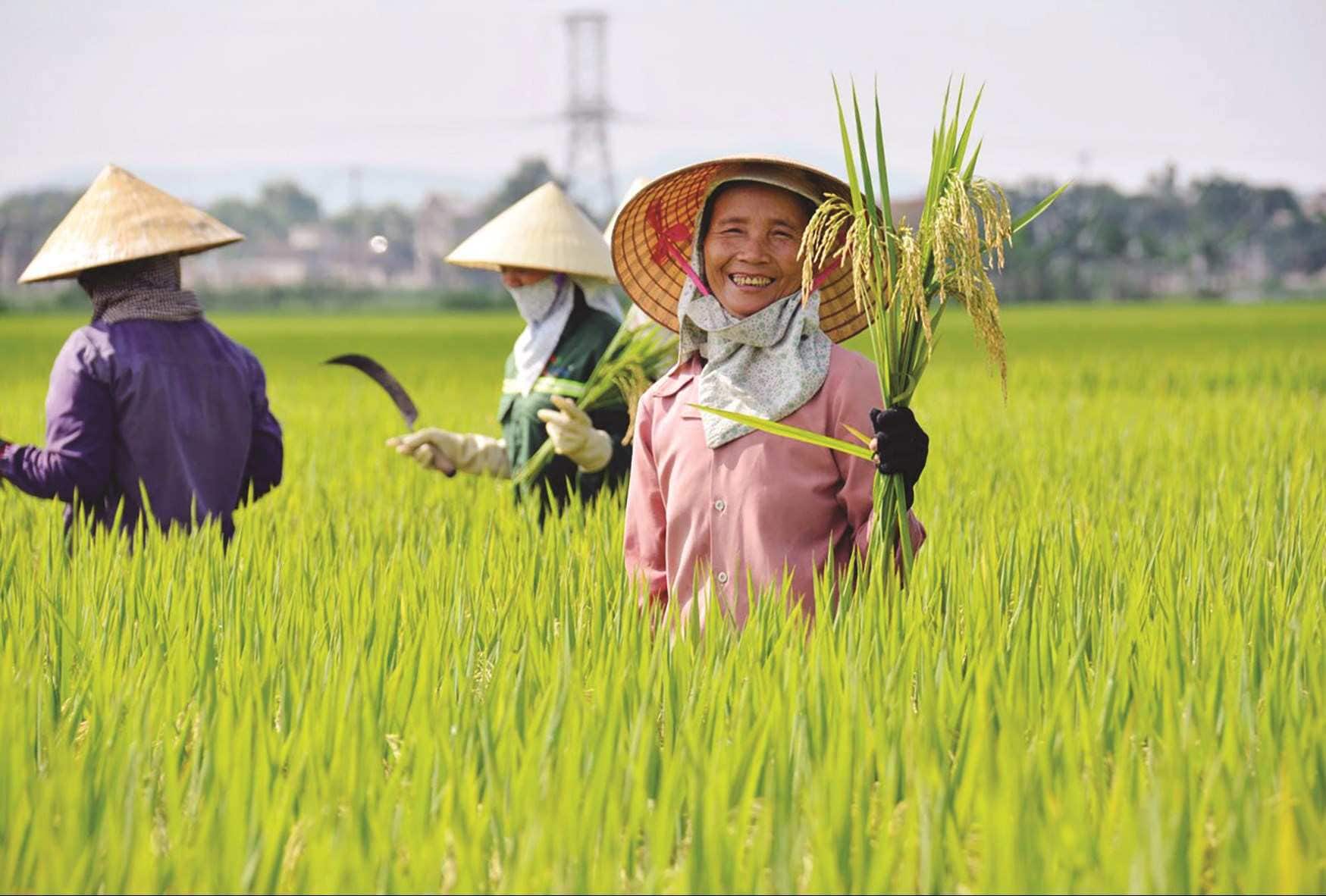 Việc áp thuế VAT 5% đối với phân bón là cần thiết để giảm giá bán, hỗ trợ nông dân và bảo vệ ngành sản xuất phân bón trong nước.