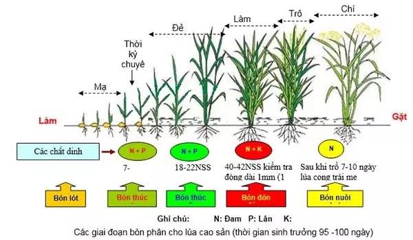 Guide to Effective Base Fertilization for Rice Fields Timing for applying base fertilizer to rice