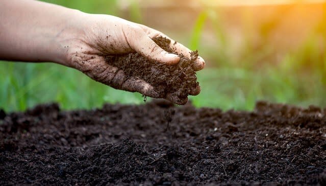Guide to Effective Base Fertilization for Rice Fields Applying base fertilizer to rice fields offers many outstanding benefits.