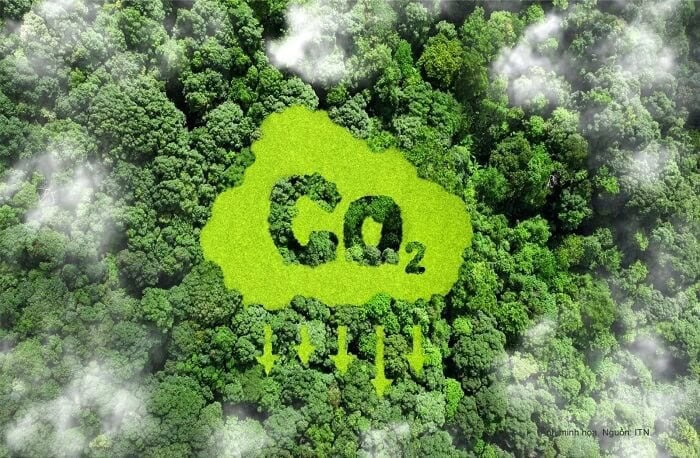 Việt Nam thu lợi nhuận từ tín chỉ carbon rừng