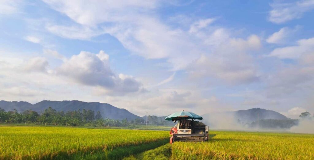 គន្លឹះសម្រាប់ការដាក់ជីប្រកបដោយប្រសិទ្ធភាពនៃដំណាំស្រូវរដូវរងា-រដូវផ្ការីក អនុវត្តវិធីសាស្ត្រដាក់ជីដែលសមហេតុផល និងមានតុល្យភាពសម្រាប់ស្រូវរដូវរងា-រដូវផ្ការីក ដើម្បីទទួលបានទិន្នផលខ្ពស់។