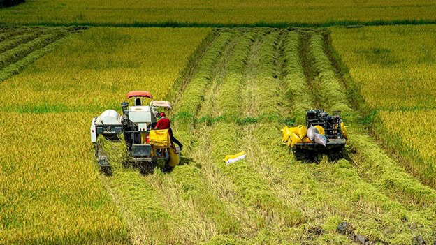 Quản Lý Nước Đúng Cách Cho Lúa Đông Xuân Quản lý nước đúng cách và khoa học sẽ mang đến một vụ mùa bội thu