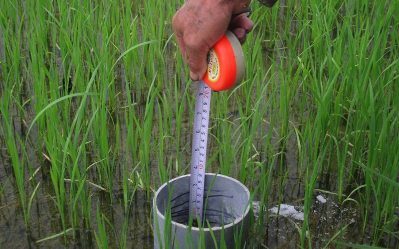 Quản Lý Nước Đúng Cách Cho Lúa Đông Xuân Phương pháp "Tưới ướt khô xen kẻ" giúp quản lý nước hiệu quả cho lúa Đông Xuân