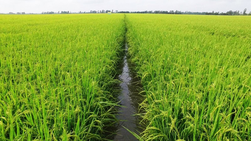 Quản Lý Nước Đúng Cách Cho Lúa Đông Xuân Không để ruộng bị khô nước trong giai đoạn làm đòng đến trổ