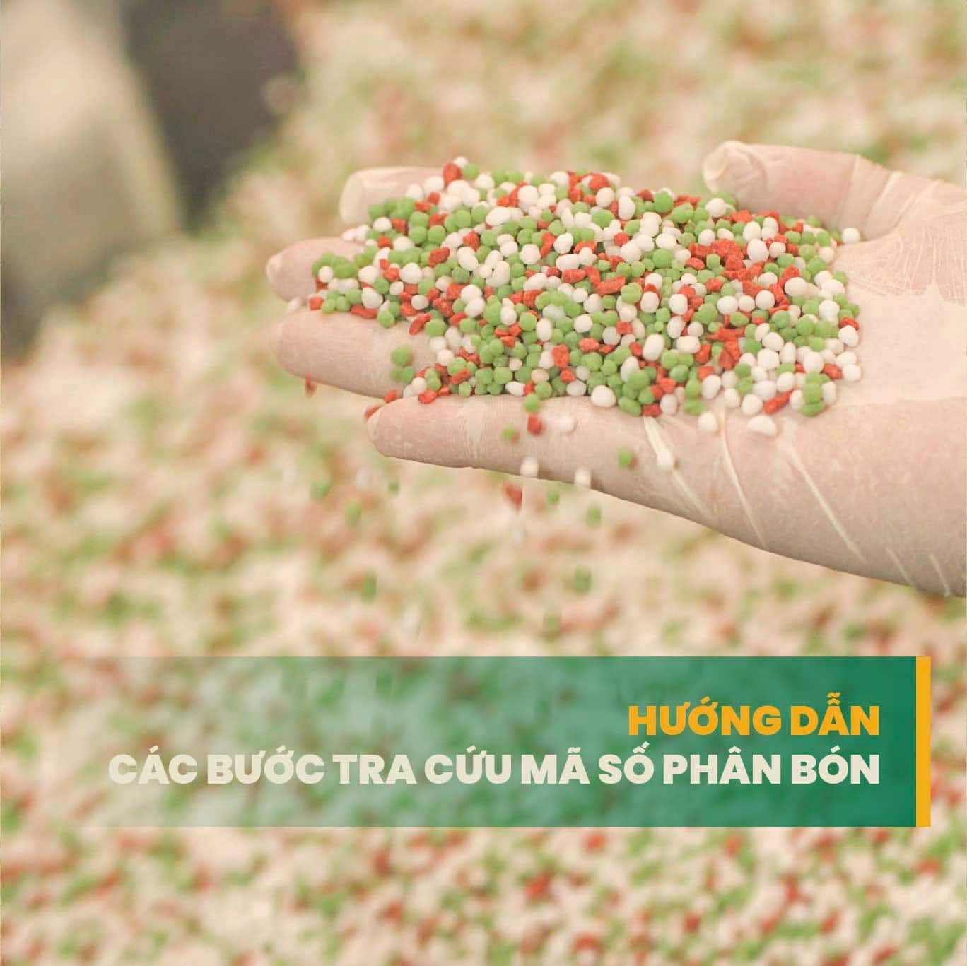 tra cứu mã số phân bón