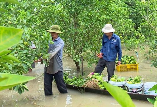 Tidal Surge Causes Rapid Rise in Water Levels Across Southern Vietnam Many fruit orchards in low-lying areas have been inundated due to the high tide.