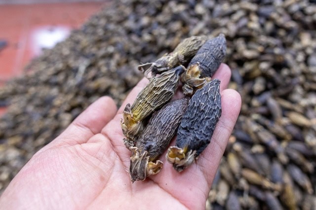 Cau tươi được các cơ sở mua về sấy khô trước khi xuất sang Trung Quốc.