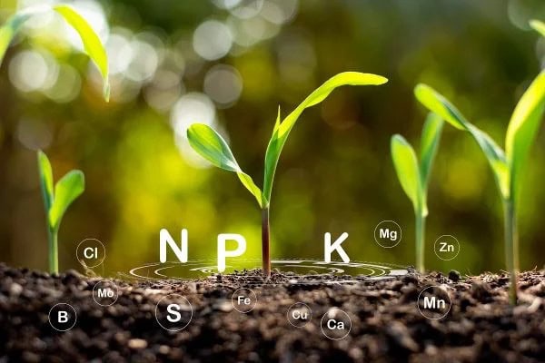 Phân bón NPK hữu cơ và những thông tin có thể bà con nông dân cần biết Phân bón NPK hữu cơ