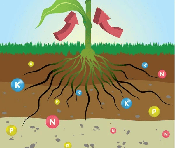 Phân bón NPK hữu cơ và những thông tin có thể bà con nông dân cần biết NPK hữu cơ tăng độ phì nhiêu cho đất