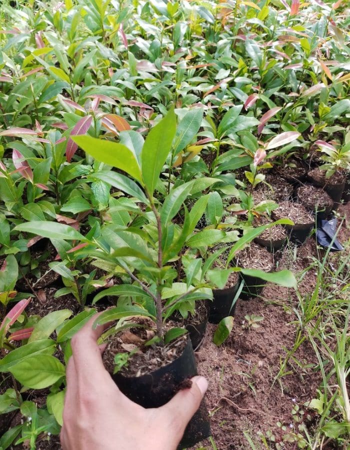 How to fertilize apricot blossom trees after Tet (Lunar New Year) to help them recover quickly? How to fertilize apricot blossom trees after Tet (Lunar New Year) in March and according to the lunar calendar.